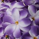 Artificial Flannel Plumeria Rubra Flower Craft Heads Home Wedding Party Table Centerpiece Decor Pack of 30PCS Purple