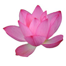 Silicone Lotus Cake Mold Fondant Mould Silicone Mold Pastry Mold Bakeware