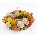 Iron Wire Wreath Frame Succulent Pot Metal Hanging Planter Plant Holder