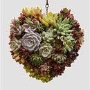 Iron Hanging Wreath Cacti Succulent Herb Flower Planter Plant Basket