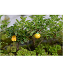 Durable Micro Landscape Resin Miniature Fruit Ornament Garden DIY Strawberry Statue Home Garden Outdoor Decor Ornaments Pack of 10PCS Red