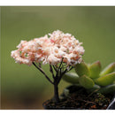 Pack of 5PCS Micro Landscape Decorations Mini Resin Ornament Garden DIY Tree Statue Home Garden Outdoor Decor Accessory