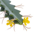 Artificial Cactus Succulent Plants Miniascape Bonsai Potted Decorative