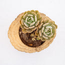 Wooden Cylinder Shape Pot Flower Succulents Planter Garden Outdoor Decor