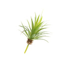 Artificial Succulent Real Touch Gladiolus Foliage Plant Garden Decor S Green