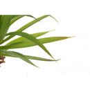 Artificial Succulent Real Touch Gladiolus Foliage Plant Garden Decor L Green