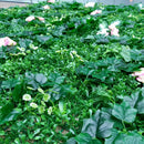Synthetic Artificial Grass Mat Turf Lawn Garden Landscape Ornament 40x60cm