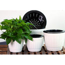 Self Watering Grow Outdoor Indoor Window Sill Garden. Perfect for Potting Smaller House Plants, Herbs, African Violets, Succulents, Flowers or Start Seedlings