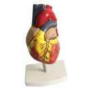 Human Lifesize Anatomical Emulational Heart Anatomy Viscera Model Learning