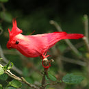Artificial Bird Feather Realistic Home Garden Decor Ornament Red Parrot Bird