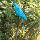 Artificial Feather Blue Birds Parrot Craft Taxidermy Home Art Decor Ornament