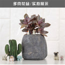 Durable Herb Flower Cactus Succulent Plant Planter Resin Pot Box Container