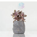Durable Herb Flower Cactus Succulent Plant Planter Resin Pot Box Container