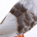 Realistic Seagull Bird Home Garden Decoration Artificial Feathered