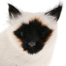 Siamese Cat Statue Sitting Figurine Garden Decor Ornament 20 cm