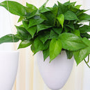 Hanging Plastic Self - Watering Flower Pot Succulent Pot With Chain Hook