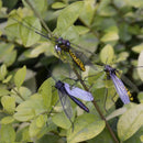 Fly Fishing Flies Dry Flies Artificial Bait Lure Mosquito/ Halloween Decor