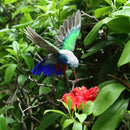 Artificial Feathered Spread WIngs Bird Taxidermy Home Garden Decor Ornament