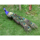 Fake Artificial Peacock Bird Feathered Realistic Garden Home Decor Ornaments