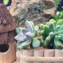 Cute Succulent Plants Pot Cactus Plant Pot Flower Pot Container Planter Bonsai Pots with Bird Houses