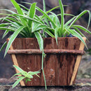 Wooden Garden Planters Indoor Outdoor Plants Flowers Pot Square Display