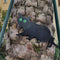 Lot of 3 Garden Scare Black Cat-Shaped Dissuasive Statues