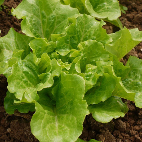 Egrow 40Pcs/Bag Italian Lettuce Seeds Green Healthy Vegetable Seeds Four Seasons Super Easy to Grow