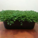 Egrow100Pcs/Bag Ground Cover Green Seeds Herniaria Glabra Seeds Grow in Poor Soil Lawn Carpet Seeds