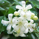 Egrow 20Pcs Bonsai Jasmine Flower Seeds Garden Outdoor Balcony Climbing Flower Seeds