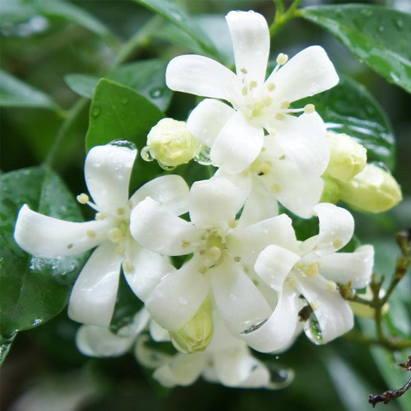 Egrow 20Pcs Bonsai Jasmine Flower Seeds Garden Outdoor Balcony Climbing Flower Seeds