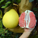 Egrow 25 Pcs/Pack Grapefruit Tree Seeds Grapefruit Tree Plant Citrus Maxima Fruit Seeds