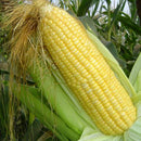 Egrow 30Pcs/Pack Yellow Corn Seeds Garden Farm Courtyard Planting Organic Fruit Vegetable Seeds