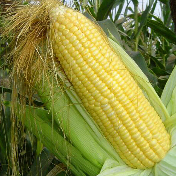 Egrow 30Pcs/Pack Yellow Corn Seeds Garden Farm Courtyard Planting Organic Fruit Vegetable Seeds