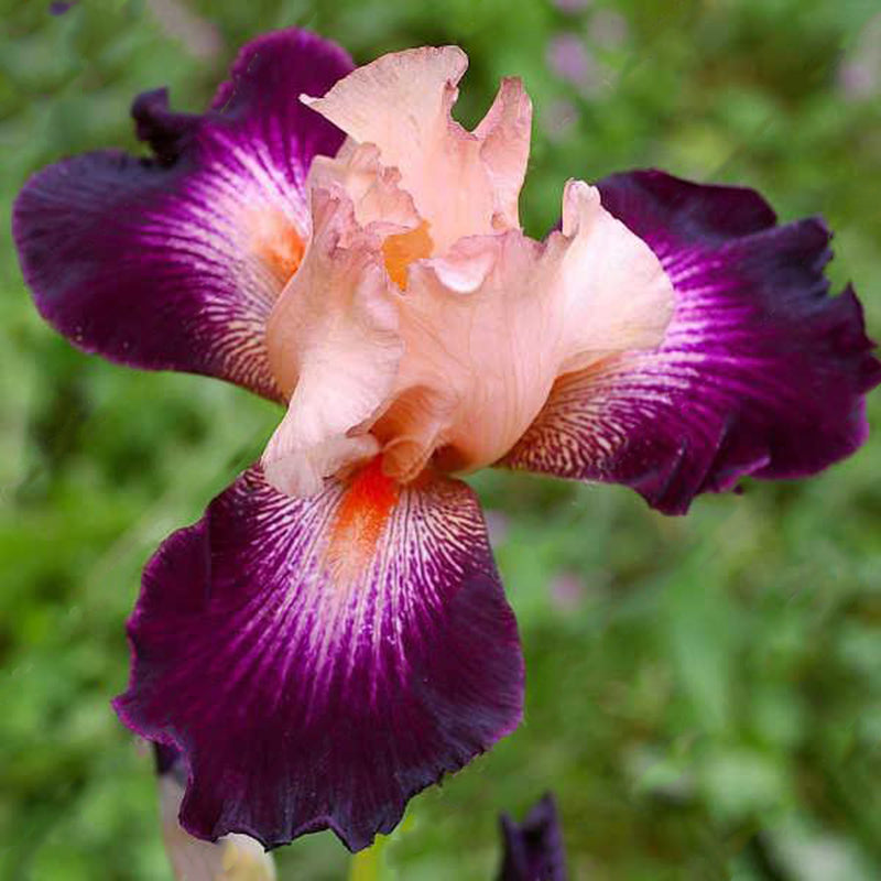 Egrow 100PCS/Bag Iris Orchids Seeds Rare Mixed Iris Bonsai Orchids Indoor Plants Beautiful Home Garden Planting Bonsai
