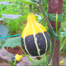 Egrow 10Pcs/Bag Pumpkin Seeds NON-GMO Edible Rare Chinese Rainbow Bulb Vegetable Fruit Bonsai Seeds