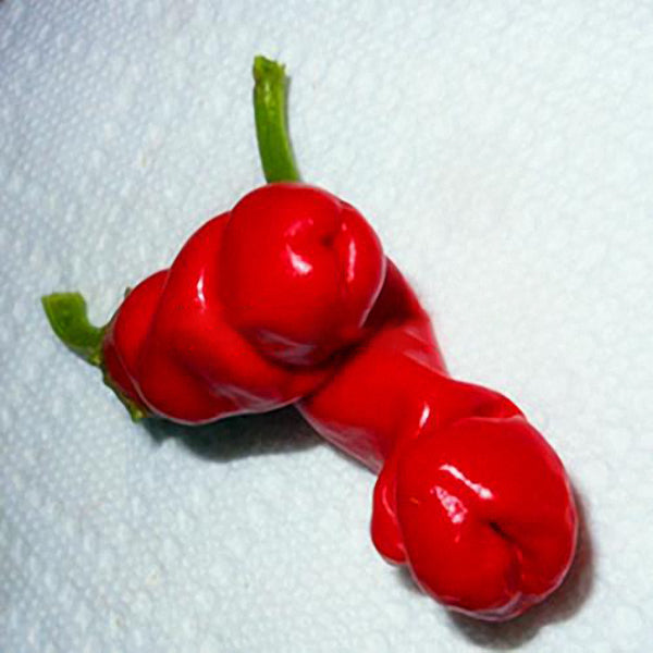 Egrow 100Pcs/Pack Chili Seeds Red Green Yellow Peppers Funny Kitchen Seasoners Plants Seeds