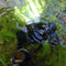 XANES D25 1650LM 2 x XPL LED 6 Modes Stepless Dimming USB Interface IPX6 Waterproof Headlamp