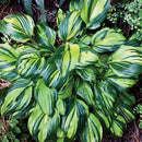 Egrow 100Pcs Plantain Lily Flower Seeds Green Yellow Hosta Plants Seeds Garden Perennial Plant