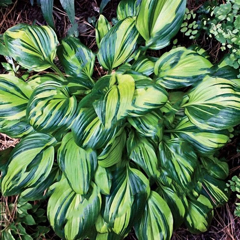 Egrow 100Pcs Plantain Lily Flower Seeds Green Yellow Hosta Plants Seeds Garden Perennial Plant