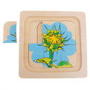 Montessori Materials The Evolution Process of Sunflower for Kids Early Learn