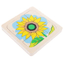 Montessori Materials The Evolution Process of Sunflower for Kids Early Learn