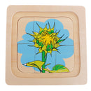 Montessori Materials The Evolution Process of Sunflower for Kids Early Learn