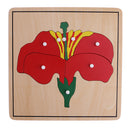 Montessori Zoology Botany Materials 8 Plywood Knob Puzzles for Toddler Early Learning Toy