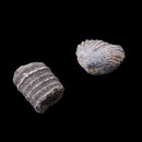 1 Pack Ancient Stone Natural Rocks Mineral Collection for Kids Science Learning Toys Birthday Gif