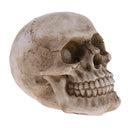 Model Resin Human Skull Small Size Halloween Skull for Children Kids Toy