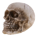 Model Resin Human Skull Small Size Halloween Skull for Children Kids Toy