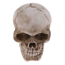 Model Resin Human Skull Small Size Halloween Skull for Children Kids Toy