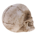Model Resin Human Skull Small Size Halloween Skull for Children Kids Toy