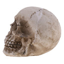 Model Resin Human Skull Small Size Halloween Skull for Children Kids Toy