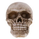 Model Resin Human Skull Small Size Halloween Skull for Children Kids Toy